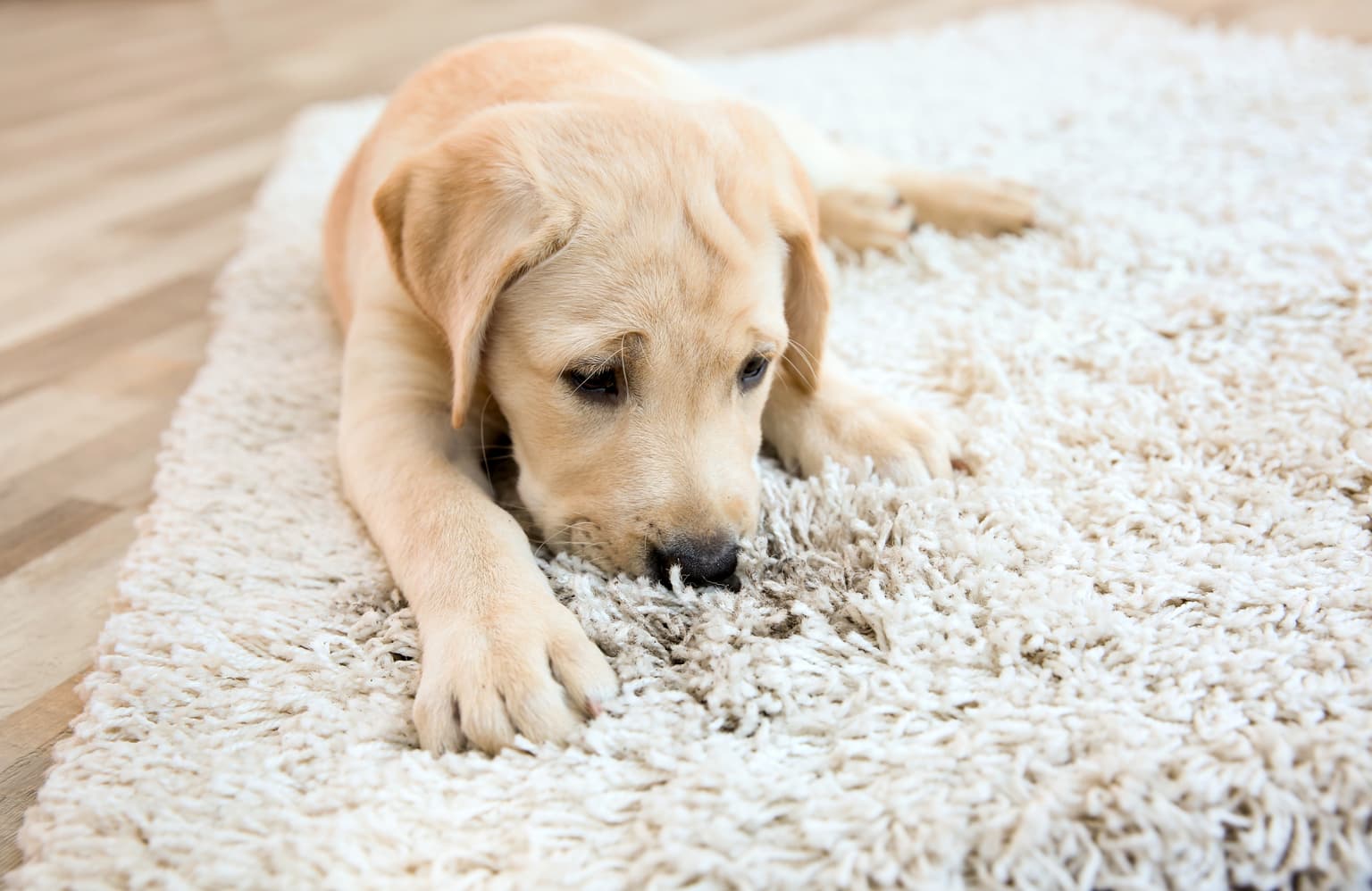 Carpet cleaning in Museum District, TX