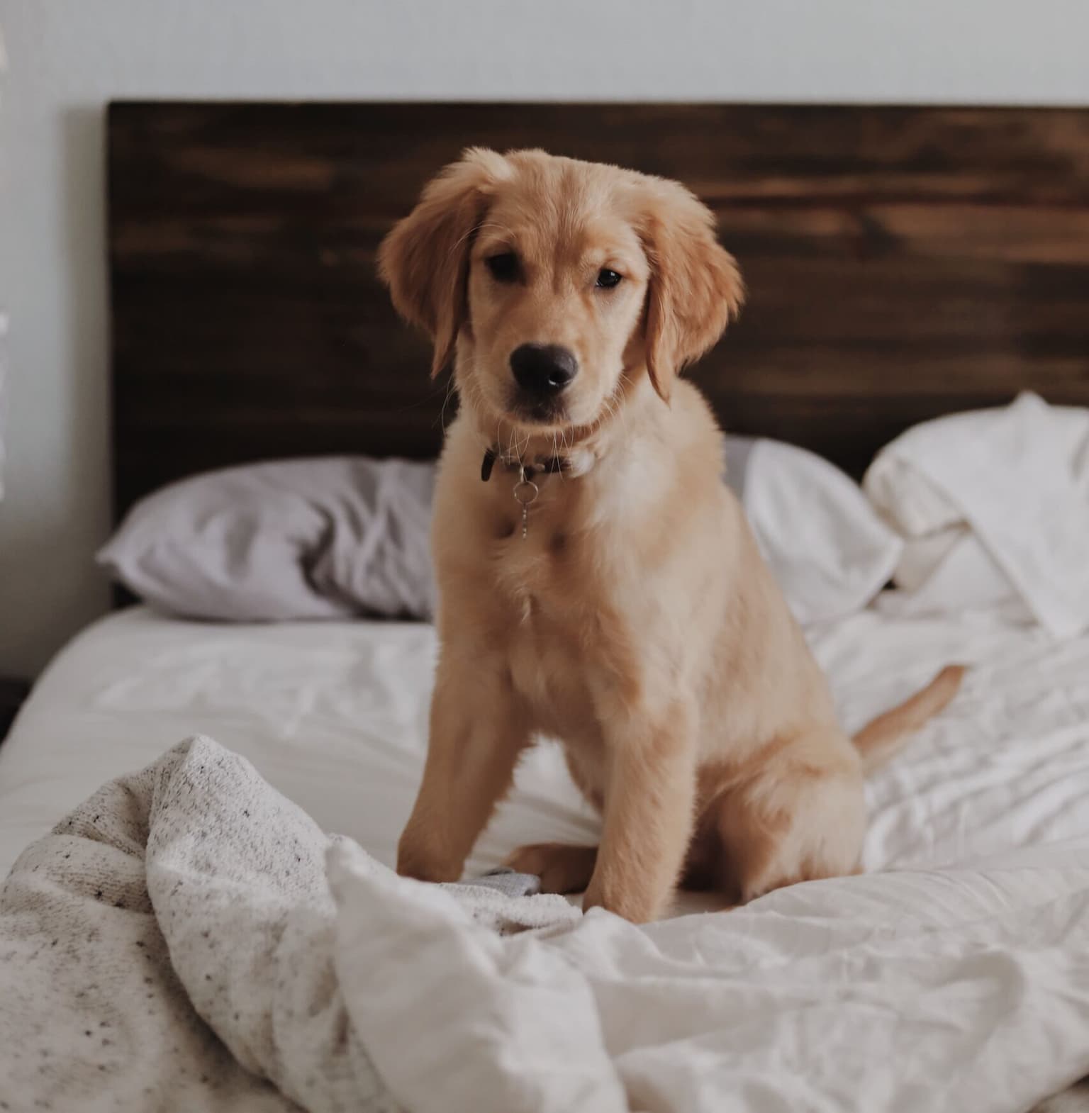 Carpet Cleaning with Pet Odor and Stain Removal in Houston, TX 77014