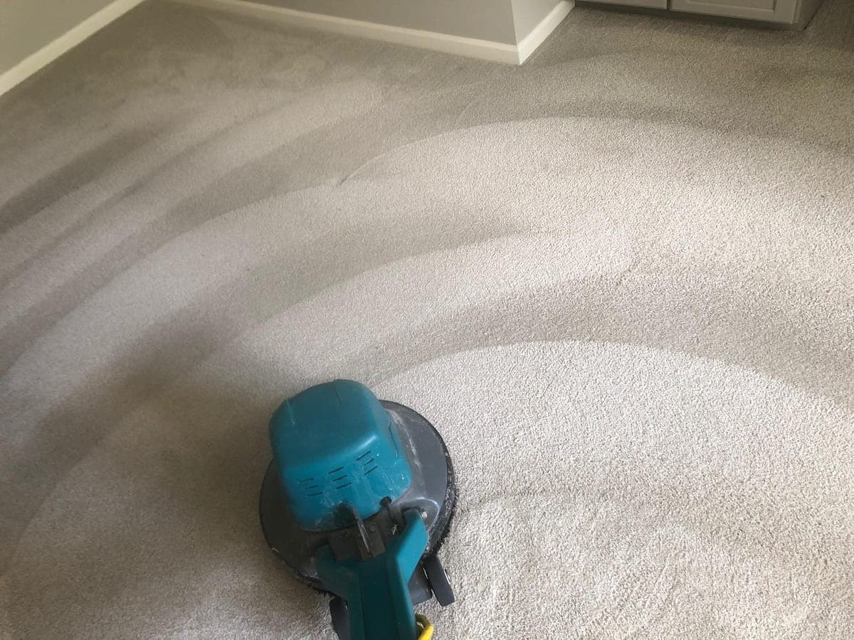 How Professional Carpet Cleaning Prevents Mold and Musty Odors