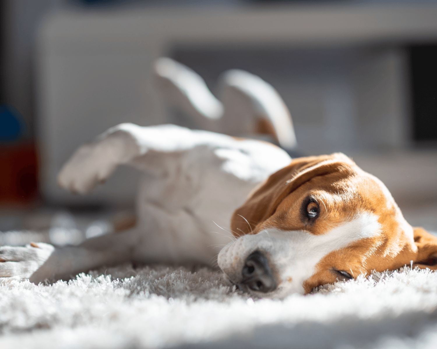 Pet Odor & Stain Removal in Houston, TX